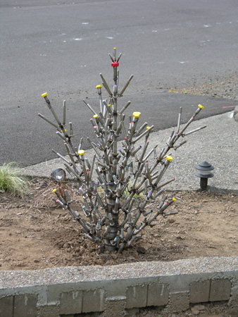 DSCN6357