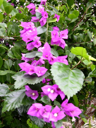 DSCN4123